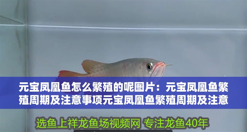 元寶鳳凰魚怎么繁殖的呢圖片：元寶鳳凰魚繁殖周期及注意事項(xiàng)元寶鳳凰魚繁殖周期及注意事項(xiàng) 元寶鳳凰魚怎么繁殖的呢圖片：元寶鳳凰魚繁殖周期及注意事項(xiàng)元寶鳳凰魚繁殖周期及注意事項(xiàng) 元寶鳳凰魚百科 第1張