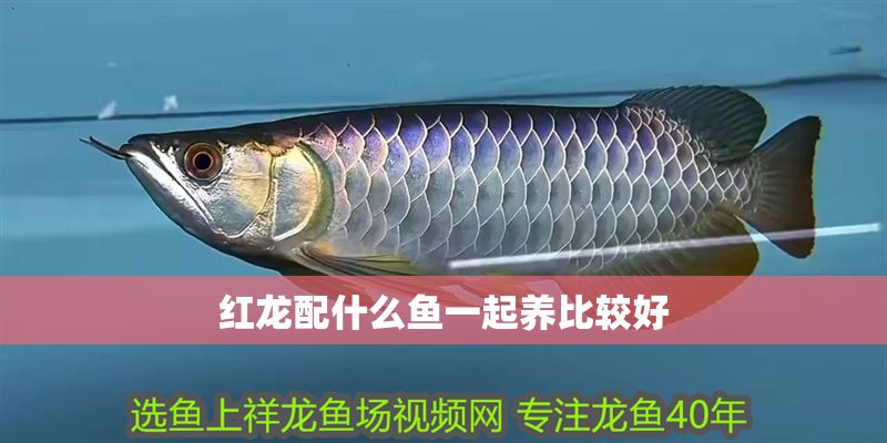 紅龍配什么魚一起養比較好