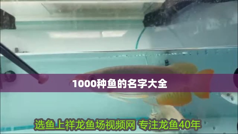 1000種魚的名字大全