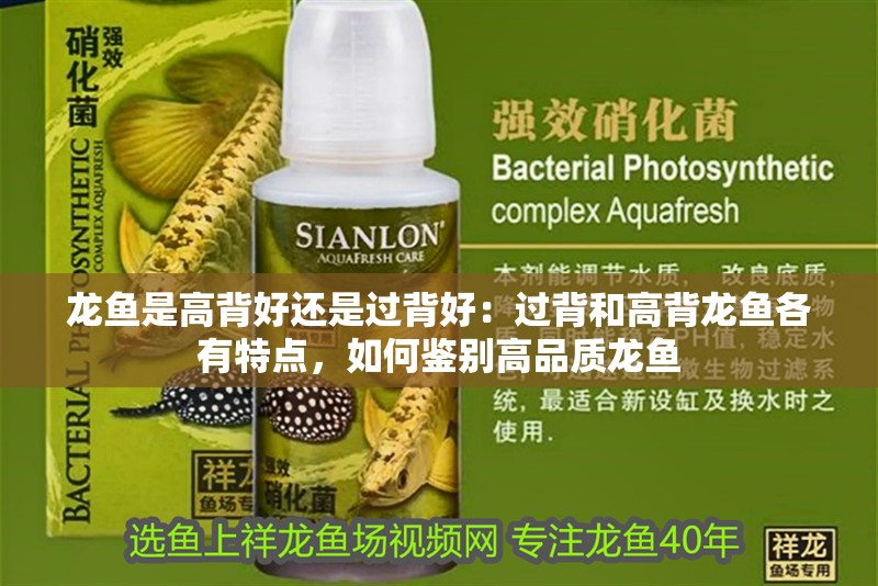 魚缸過濾器選購指南:自制魚缸過濾器魚缸上置過濾器對于養魚愛好者的必備知識 龍魚是高背好還是過背好:過背和高背龍魚各有特點,如何鑒別高品質龍魚 龍魚百科 龍魚是高背好還是過背好:過背和高背龍魚各有特點,如何鑒別高品質龍魚 龍魚是高背好還是過背好:過背和高背龍魚各有特點,如何鑒別高品質龍魚 龍魚百科