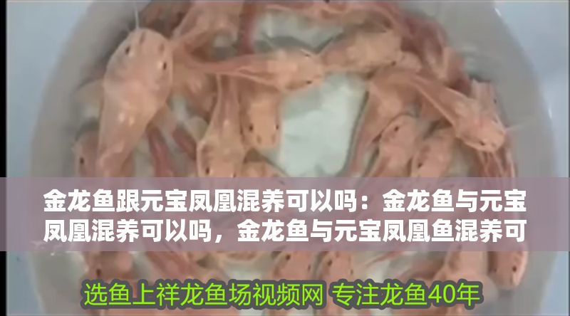 金龍魚跟元寶鳳凰混養可以嗎：金龍魚與元寶鳳凰混養可以嗎，金龍魚與元寶鳳凰魚混養可以嗎