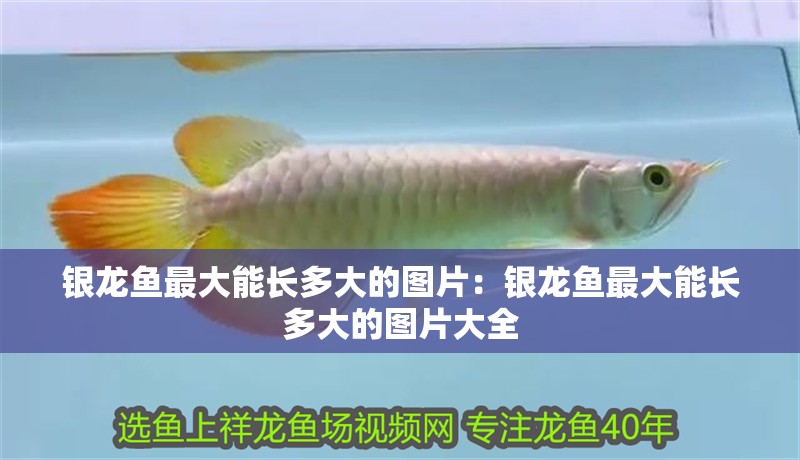 銀龍魚最大能長(zhǎng)多大的圖片：銀龍魚最大能長(zhǎng)多大的圖片大全