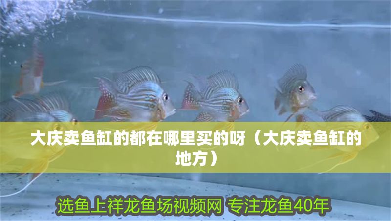 大慶賣魚缸的都在哪里買的呀(大慶賣魚缸的地方) 元寶鳳凰魚百科 第1張 大慶賣魚缸的都在哪里買的呀(大慶賣魚缸的地方) 大慶賣魚缸的都在哪里買的呀(大慶賣魚缸的地方) 元寶鳳凰魚百科 第1張