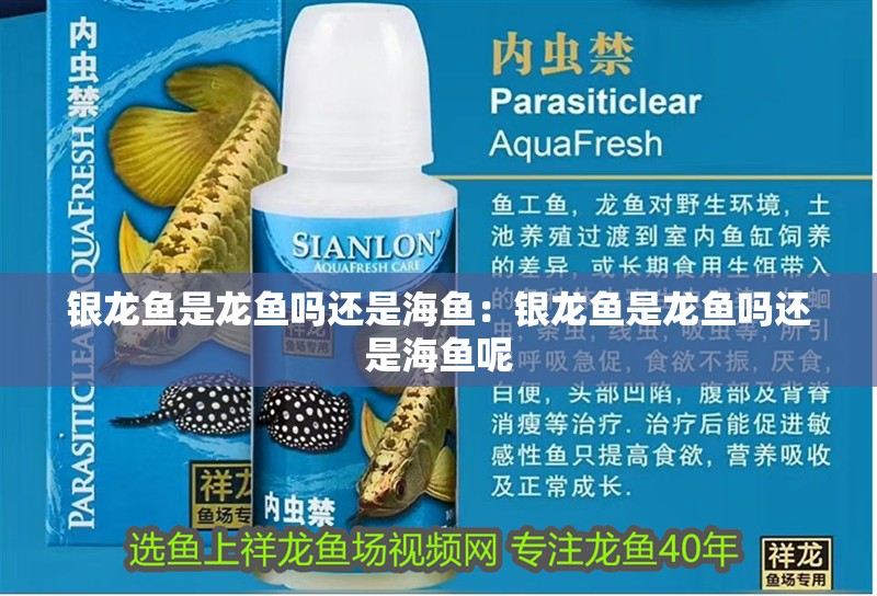 銀龍魚是龍魚嗎還是海魚：銀龍魚是龍魚嗎還是海魚呢 銀龍魚是龍魚嗎還是海魚：銀龍魚是龍魚嗎還是海魚呢 水族問答