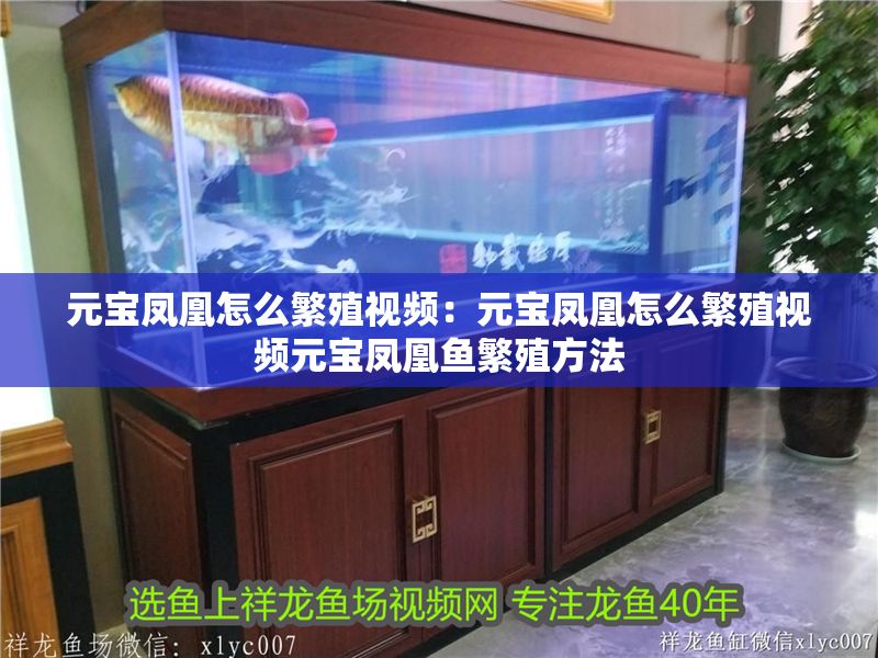 詳細(xì)閱讀:元寶鳳凰怎么繁殖視頻:元寶鳳凰怎么繁殖視頻元寶鳳凰魚(yú)繁殖方法 元寶鳳凰怎么繁殖視頻:元寶鳳凰怎么繁殖視頻元寶鳳凰魚(yú)繁殖方法
