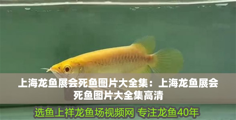 上海龍魚展會死魚圖片大全集：上海龍魚展會死魚圖片大全集高清 上海龍魚展會死魚圖片大全集：上海龍魚展會死魚圖片大全集高清 水族問答