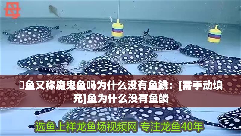 魟魚又稱魔鬼魚嗎為什么沒有魚鱗：[需手動填充]魚為什么沒有魚鱗