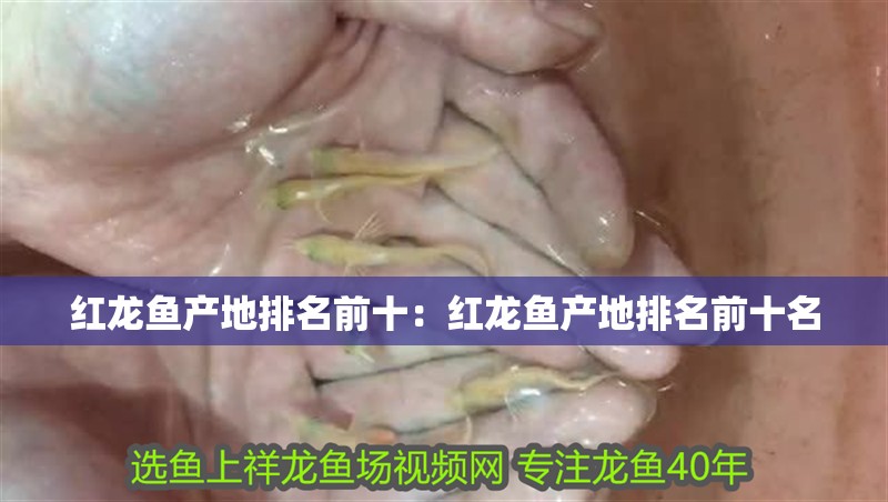 紅龍魚產地排名前十：紅龍魚產地排名前十名