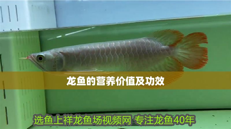龍魚的營養價值及功效