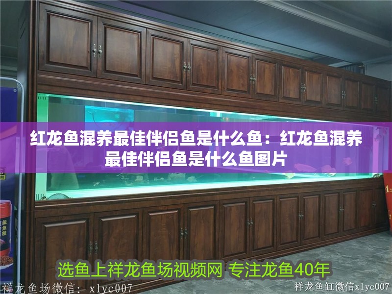 紅龍魚混養(yǎng)最佳伴侶魚是什么魚：紅龍魚混養(yǎng)最佳伴侶魚是什么魚圖片