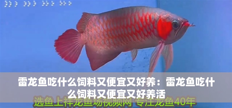 雷龍魚吃什么飼料又便宜又好養：雷龍魚吃什么飼料又便宜又好養活