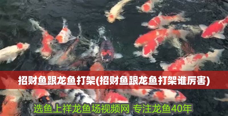 元寶鳳凰魚的壽命是多久啊:元寶鳳凰魚的壽命受到多種因素影響元寶鳳凰魚壽命的秘訣 元寶鳳凰魚百科 第1張 元寶鳳凰魚的壽命是多久啊:元寶鳳凰魚的壽命受到多種因素影響元寶鳳凰魚壽命的秘訣 元寶鳳凰魚的壽命是多久啊:元寶鳳凰魚的壽命受到多種因素影響元寶鳳凰魚壽命的秘訣 元寶鳳凰魚百科 第1張