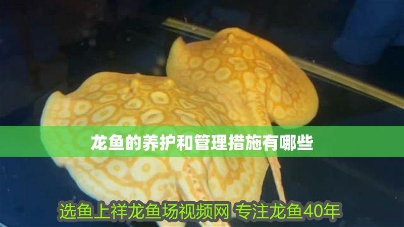 龍魚的養護和管理措施有哪些