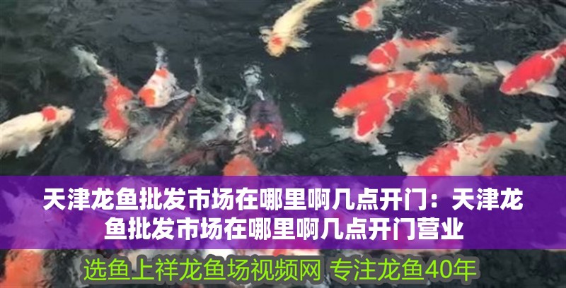 天津龍魚批發市場在哪里啊幾點開門：天津龍魚批發市場在哪里啊幾點開門營業 天津龍魚批發市場在哪里啊幾點開門：天津龍魚批發市場在哪里啊幾點開門營業 水族問答