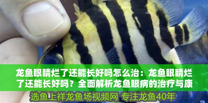 龍魚眼睛爛了還能長好嗎怎么治：龍魚眼睛爛了還能長好嗎？全面解析龍魚眼病的治療與康復