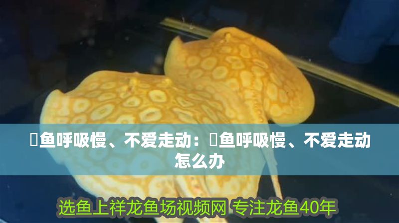 魟魚呼吸慢、不愛走動：魟魚呼吸慢、不愛走動怎么辦
