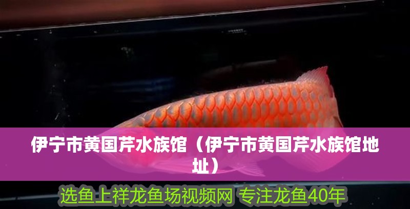 伊寧市黃國芹水族館（伊寧市黃國芹水族館地址） 伊寧市黃國芹水族館（伊寧市黃國芹水族館地址） 全國水族館企業名錄 第1張