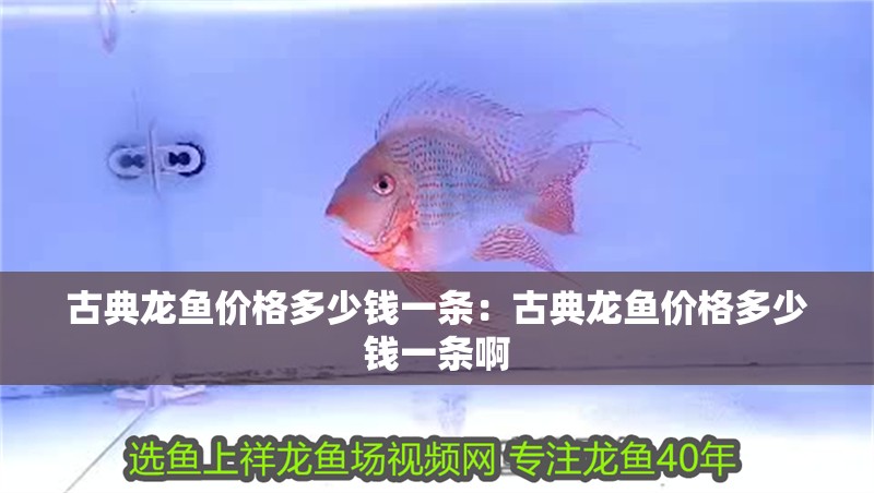 古典龍魚價格多少錢一條：古典龍魚價格多少錢一條啊