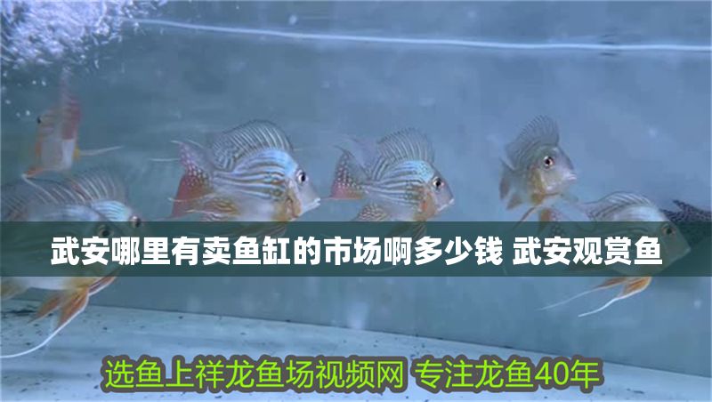 <strong><mark>武安</mark></strong>哪里有賣魚缸的市場(chǎng)啊多少錢 <strong><mark>武安</mark></strong>觀賞魚