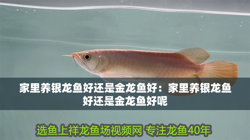 家里養銀龍魚好還是金龍魚好：家里養銀龍魚好還是金龍魚好呢