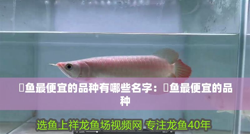 魟魚最便宜的品種有哪些名字：魟魚最便宜的品種