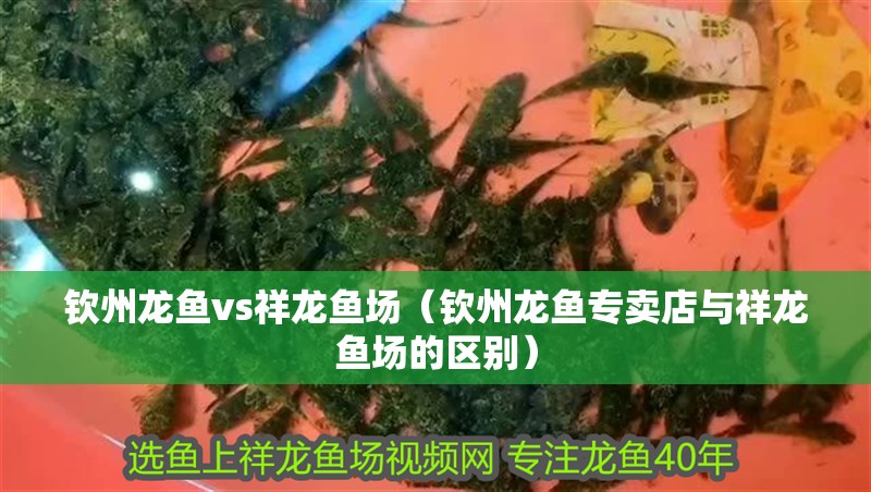 欽州龍魚vs祥龍魚場（欽州龍魚專賣店與祥龍魚場的區(qū)別）