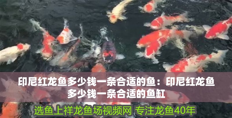 印尼紅龍魚多少錢一條合適的魚：印尼紅龍魚多少錢一條合適的魚缸
