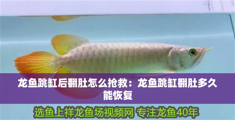 龍魚跳缸后翻肚怎么搶救：龍魚跳缸翻肚多久能恢復(fù)