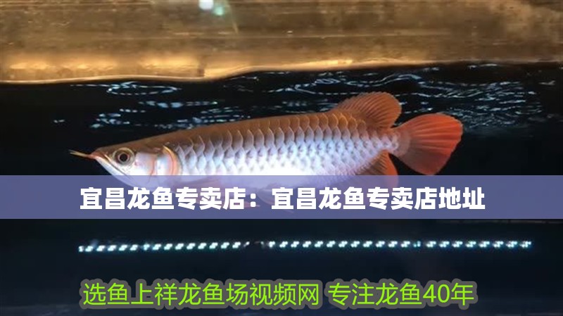 宜昌龍魚專賣店：宜昌龍魚專賣店地址