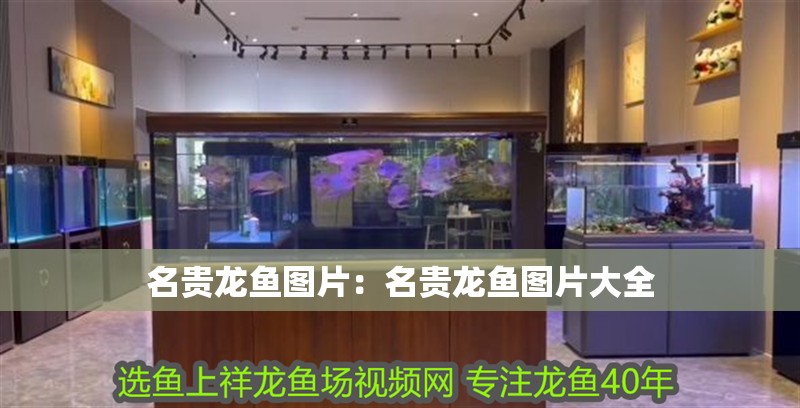名貴龍魚圖片：名貴龍魚圖片大全