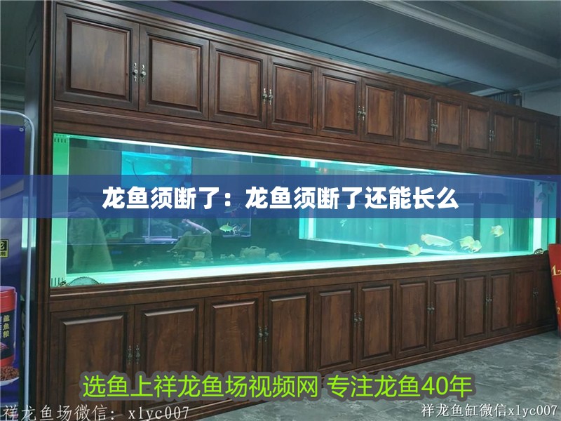 龍魚須斷了：龍魚須斷了還能長么 龍魚須斷了：龍魚須斷了還能長么 水族問答