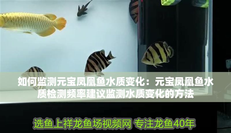 如何監測元寶鳳凰魚水質變化：元寶鳳凰魚水質檢測頻率建議監測水質變化的方法