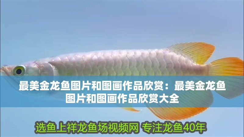 魚缸過濾器選購指南:自制魚缸過濾器魚缸上置過濾器對于養魚愛好者的必備知識 最美金龍魚圖片和圖畫作品欣賞:最美金龍魚圖片和圖畫作品欣賞大全 水族問答 最美金龍魚圖片和圖畫作品欣賞:最美金龍魚圖片和圖畫作品欣賞大全 最美金龍魚圖片和圖畫作品欣賞:最美金龍魚圖片和圖畫作品欣賞大全 水族問答