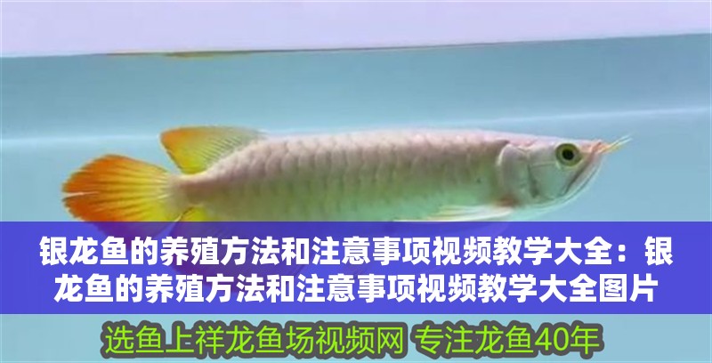 銀龍魚的養(yǎng)殖方法和注意事項視頻教學(xué)大全：銀龍魚的養(yǎng)殖方法和注意事項視頻教學(xué)大全圖片