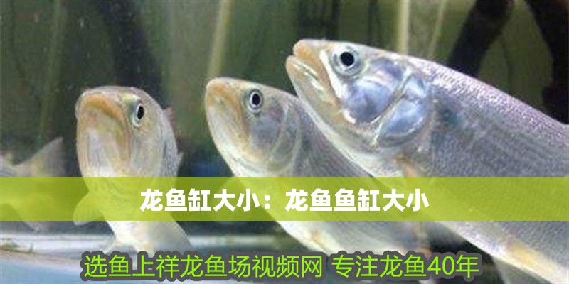龍魚缸大小:龍魚魚缸大小 水族問答 龍魚缸大小:龍魚魚缸大小 龍魚缸大小:龍魚魚缸大小 水族問答