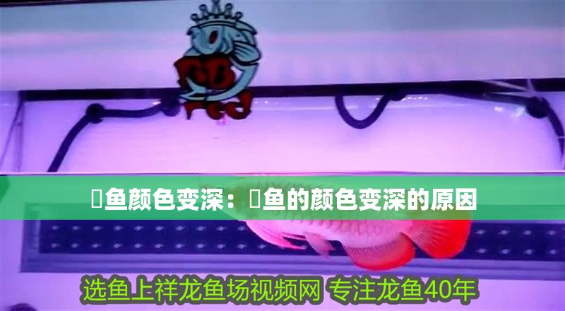 魟魚顏色變深：魟魚的顏色變深的原因