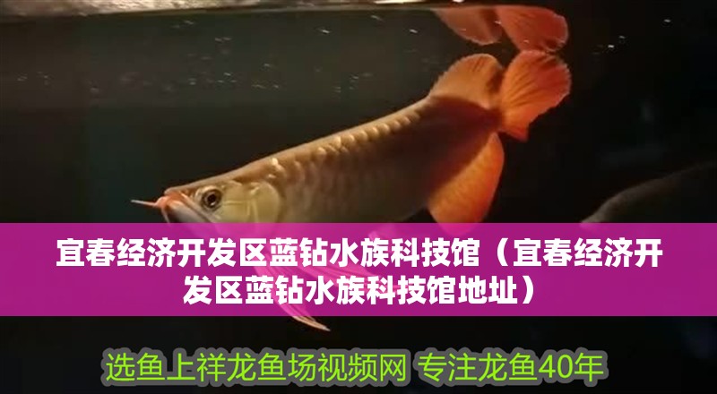 宜春經(jīng)濟(jì)開發(fā)區(qū)藍(lán)鉆水族科技館（宜春經(jīng)濟(jì)開發(fā)區(qū)藍(lán)鉆水族科技館地址） 宜春經(jīng)濟(jì)開發(fā)區(qū)藍(lán)鉆水族科技館（宜春經(jīng)濟(jì)開發(fā)區(qū)藍(lán)鉆水族科技館地址） 全國水族館企業(yè)名錄 第1張