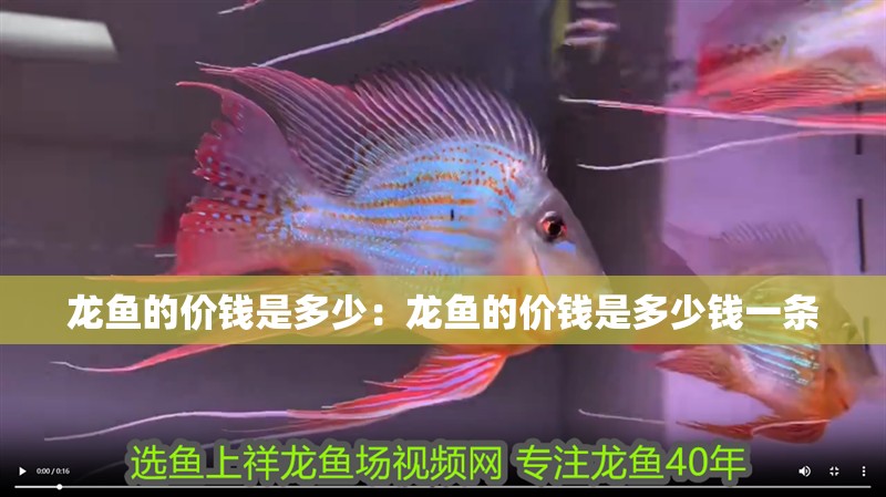 龍魚的價錢是多少：龍魚的價錢是多少錢一條