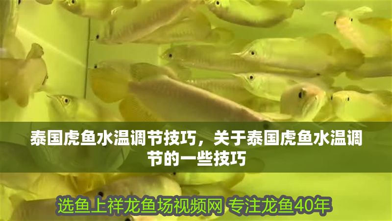 泰國虎魚水溫調(diào)節(jié)技巧，關(guān)于泰國虎魚水溫調(diào)節(jié)的一些技巧 泰國虎魚水溫調(diào)節(jié)技巧，關(guān)于泰國虎魚水溫調(diào)節(jié)的一些技巧 虎魚百科 第1張