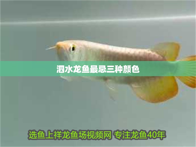 泗水龍魚最忌三種顏色 龍魚百科 第1張 泗水龍魚最忌三種顏色 泗水龍魚最忌三種顏色 龍魚百科 第1張