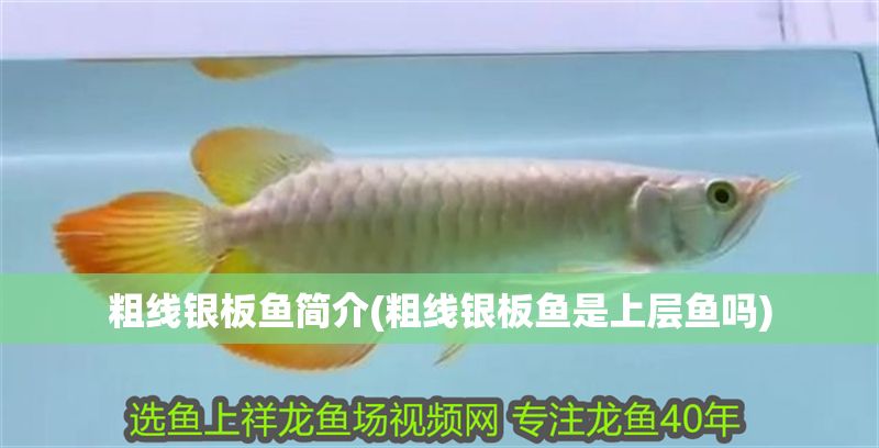 粗線銀板魚簡介(粗線銀板魚是上層魚嗎)