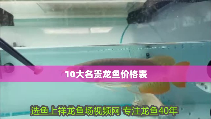 10大名貴龍魚價格表 10大名貴龍魚價格表 龍魚百科 第1張