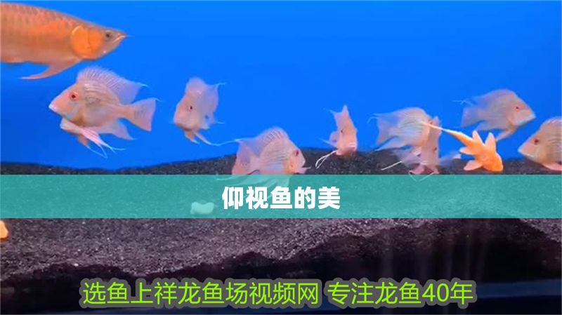仰視魚的美