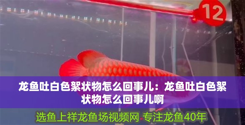 龍魚吐白色絮狀物怎么回事兒:龍魚吐白色絮狀物怎么回事兒啊 水族問答 龍魚吐白色絮狀物怎么回事兒:龍魚吐白色絮狀物怎么回事兒啊 龍魚吐白色絮狀物怎么回事兒:龍魚吐白色絮狀物怎么回事兒啊 水族問答