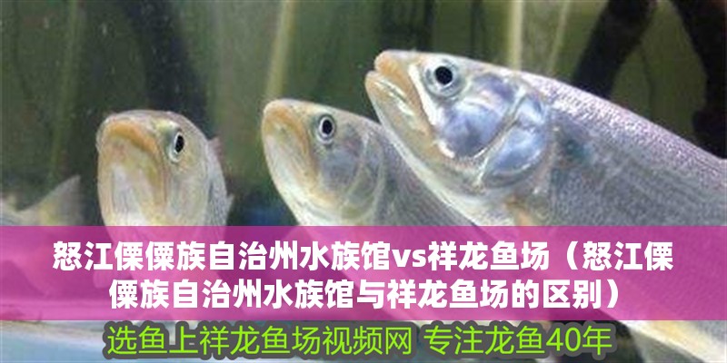 怒江傈僳族自治州水族館vs祥龍魚場（怒江傈僳族自治州水族館與祥龍魚場的區別）