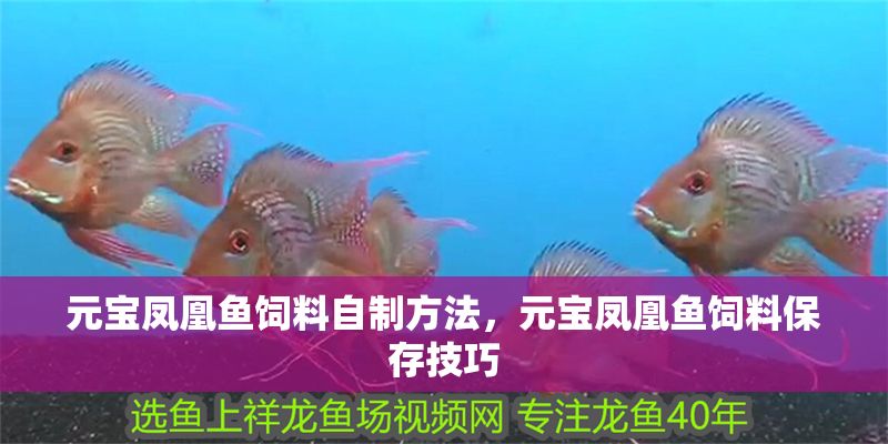 元寶鳳凰魚飼料自制方法，元寶鳳凰魚飼料保存技巧 元寶鳳凰魚飼料自制方法，元寶鳳凰魚飼料保存技巧 元寶鳳凰魚百科 第2張