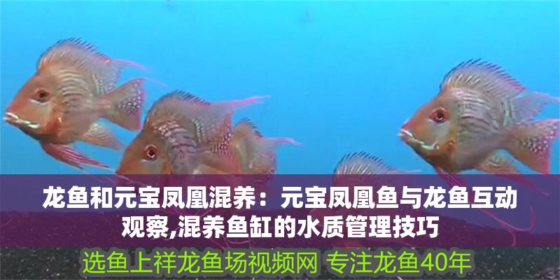 詳細(xì)閱讀:龍魚(yú)和元寶鳳凰混養(yǎng):元寶鳳凰魚(yú)與龍魚(yú)互動(dòng)觀察,混養(yǎng)魚(yú)缸的水質(zhì)管理技巧 龍魚(yú)和元寶鳳凰混養(yǎng):元寶鳳凰魚(yú)與龍魚(yú)互動(dòng)觀察,混養(yǎng)魚(yú)缸的水質(zhì)管理技巧