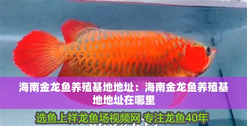 海南金龍魚(yú)養(yǎng)殖基地地址：海南金龍魚(yú)養(yǎng)殖基地地址在哪里
