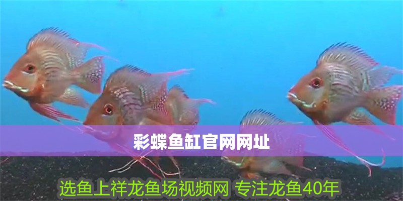 彩蝶魚缸官網網址