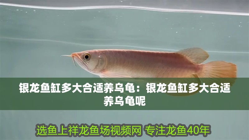 銀龍魚缸多大合適養烏龜：銀龍魚缸多大合適養烏龜呢